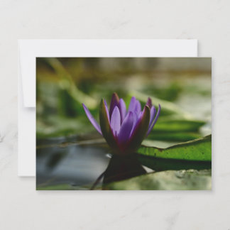 Twilight Lotus Serenity Postcard