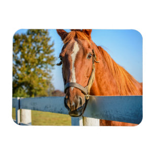 Twilight Rose   Thoroughbred Race Horse Magnet