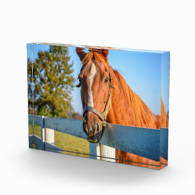 Twilight Rose | Thoroughbred Race Horse Photo Block (Right)