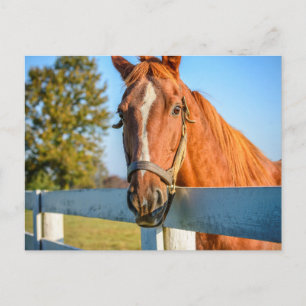 Twilight Rose   Thoroughbred Race Horse Postcard