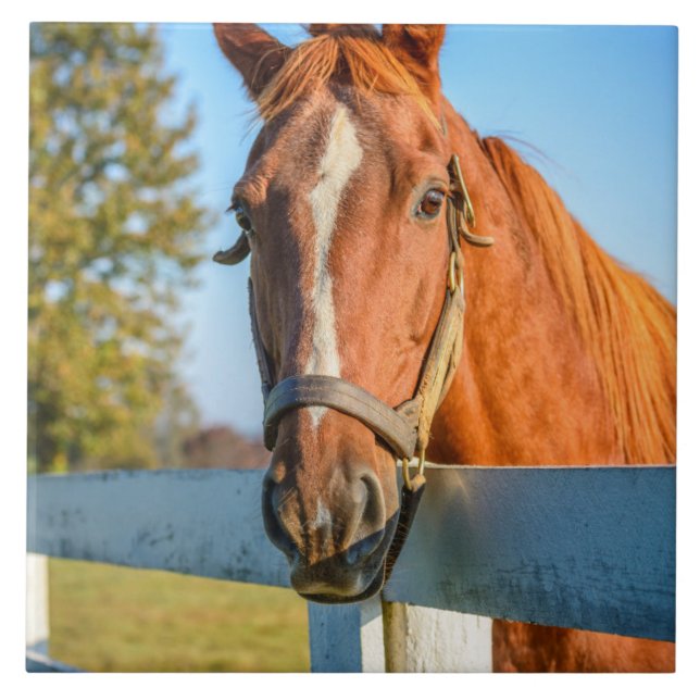 Twilight Rose | Thoroughbred Race Horse Tile (Front)