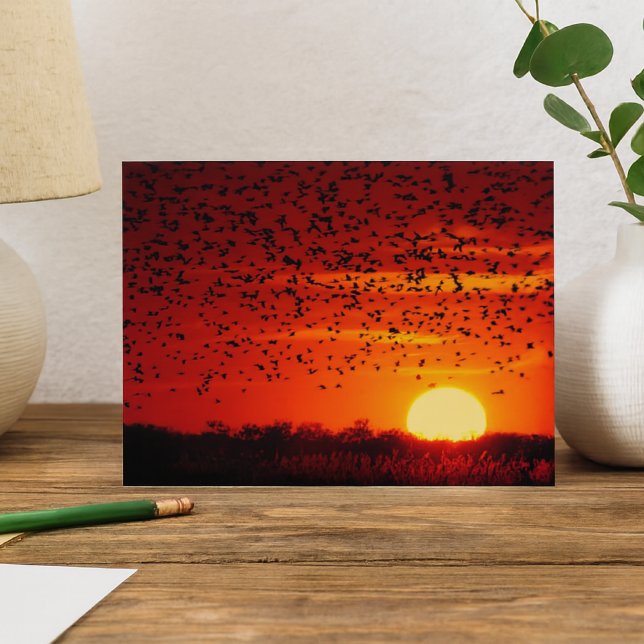 Twilight Soar of Blackbirds at Quivira Postcard (Creator Uploaded)