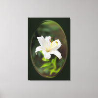 Twilight white lily