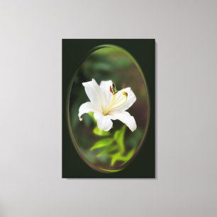 Twilight white lily canvas print