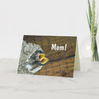 Twin Baby Birds Mother's Day Card