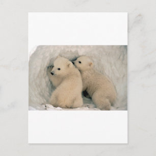 TWIN BABY POLAR BEARS POSTCARD