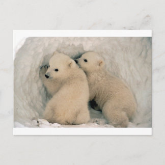TWIN BABY POLAR BEARS POSTCARD