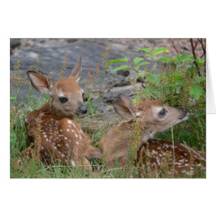 Twin Bambi Card
