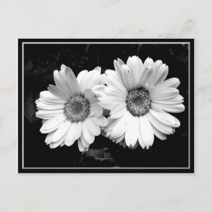 Twin Daisies Postcard