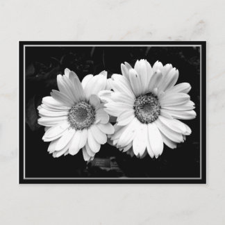 Twin Daisies Postcard