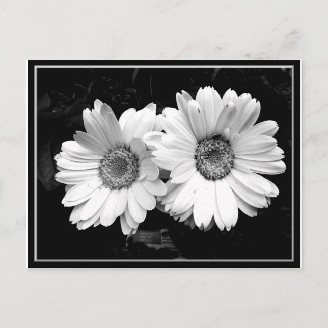 Twin Daisies Postcard (Front)