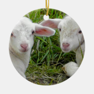 Twin Lamb Baby Animal Thinking Of You Ceramic Tree Decoration