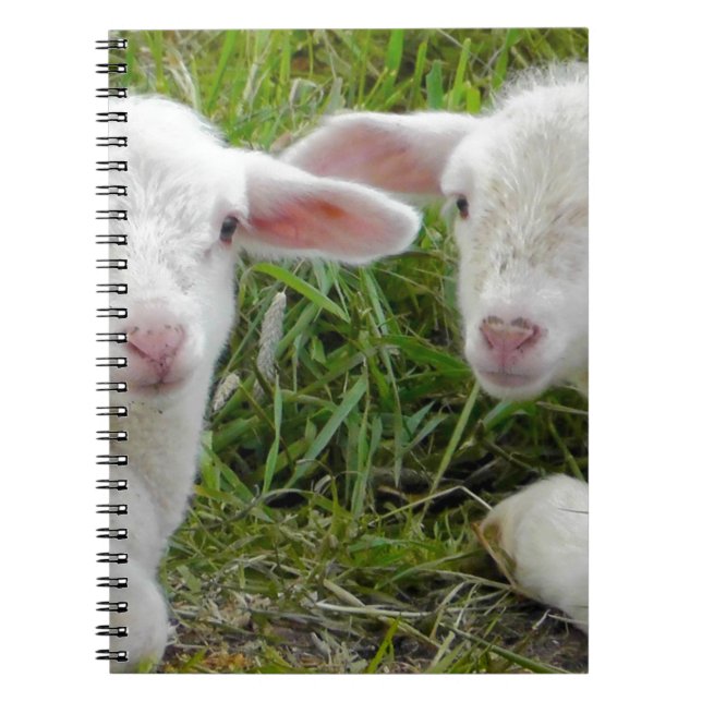 Twin Lamb Baby Animal Thinking Of You Notebook (Front)