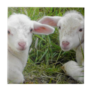Twin Lamb Baby Animal Thinking Of You Tile