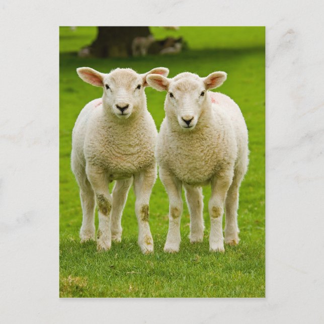 twin lambs postcard (Front)