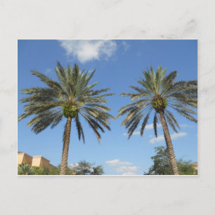 Twin Palm Trees Postcard