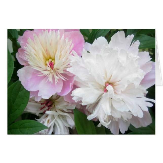 Twin Peonies (Front Horizontal)