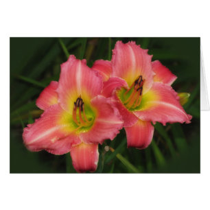 Twin Pinks - Pink Vogue Daylilies