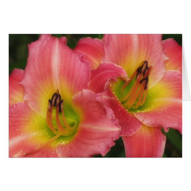 Twin Pinks - Pink Vogue Daylilies (Front Horizontal)