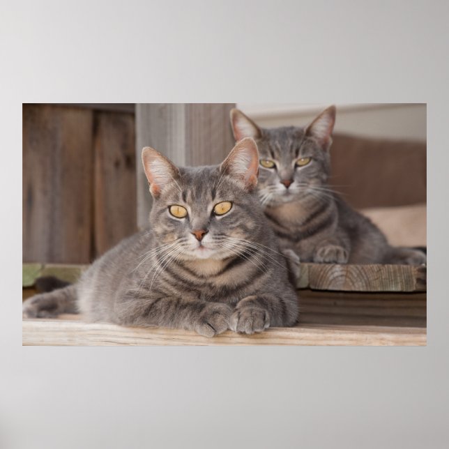 Twin Tabbies Chillin' Poster (Front)