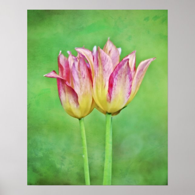 Twin Tulip Flowers Pair Flo Photographic Art Print (Front)