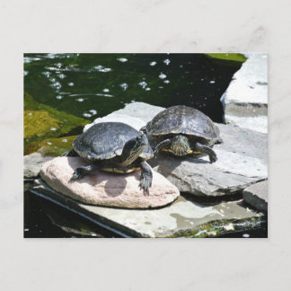 Twin Turtles - Postcard