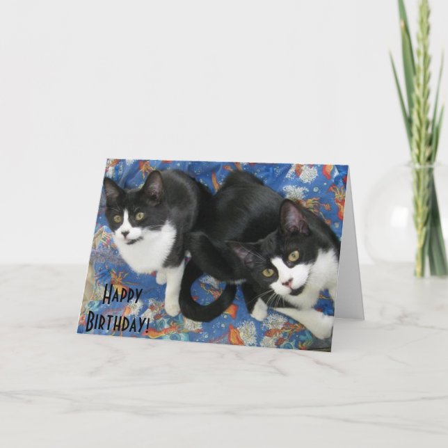 Twin Tuxedo Kittens Birthday Card (Front)