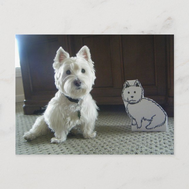 Twin Westies Photo Postcard (Front)