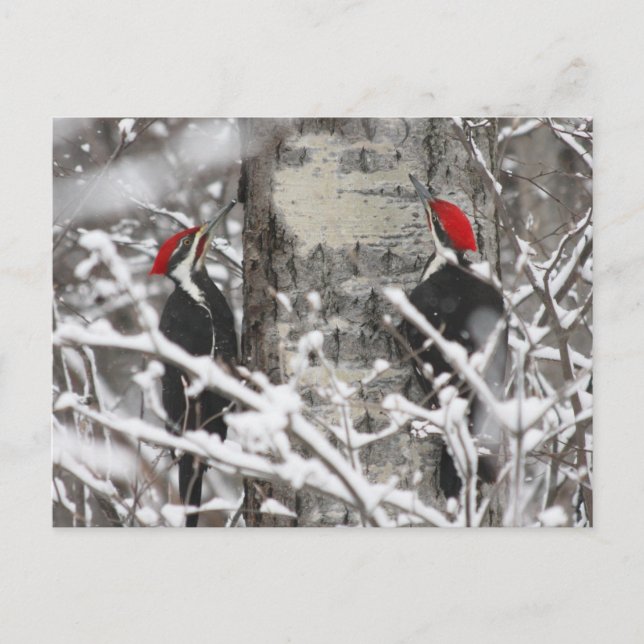 Twin Woodpeckers - Postcard (Front)