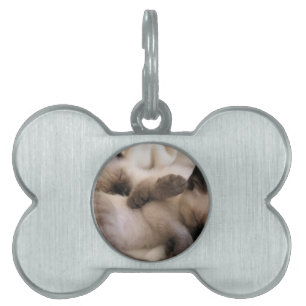 Twins Pet Cat Cute Siamese Kitten Name Tag
