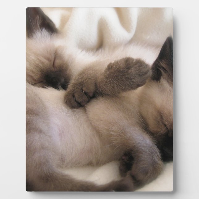 Twins Pet Cat Cute Siamese Kitten Plaque (Front)