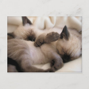 Twins Pet Cat Cute Siamese Kitten Postcard