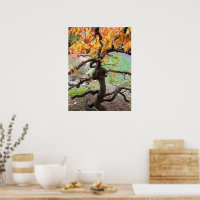 Twisted Autumn Japanese Maple Tree