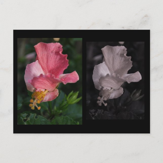 Twisted Hibiscus Postcard (Front)