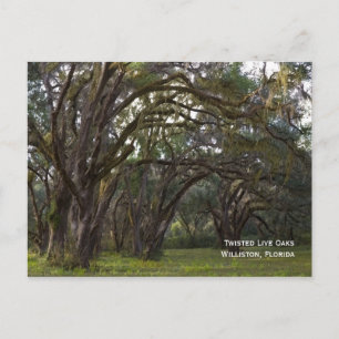 Twisted Live Oaks Postcard