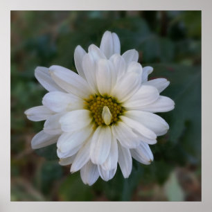 twisted white petal poster