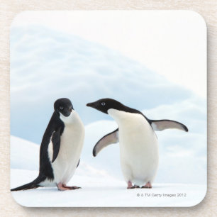 Two Adelie Penguins sitting on a sheet of ice Coaster