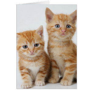Two Adorable Kittens