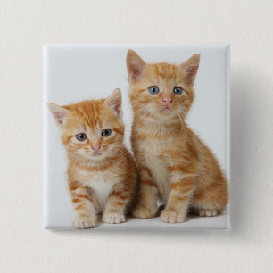 Two Adorable Kittens 15 Cm Square Badge