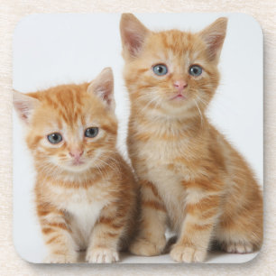 Two Adorable Kittens Coaster
