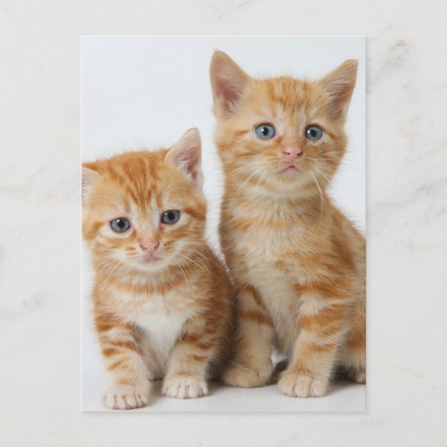 Two Adorable Kittens Postcard (Front)