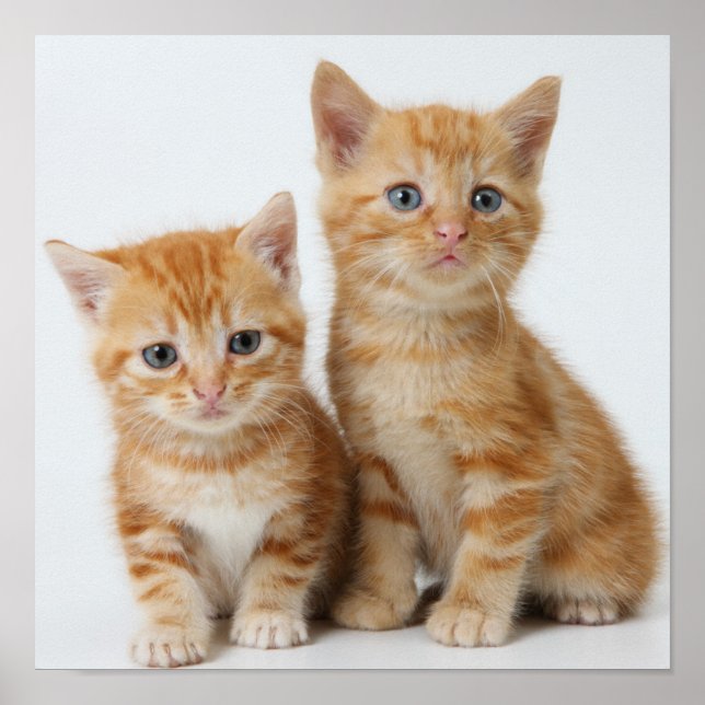 Two Adorable Kittens Poster (Front)
