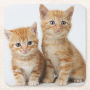 Two Adorable Kittens Square Paper Coaster