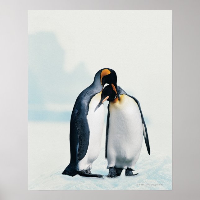 Two affectionate penguins poster (Front)