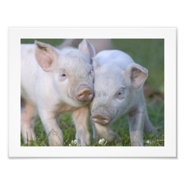 Two Affectionate White Piglets Photo Print (Front)