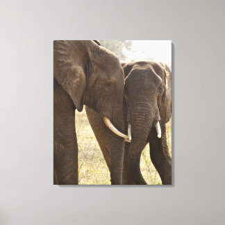 Two African Bush Elephants (Loxodonta Africana) Canvas Print