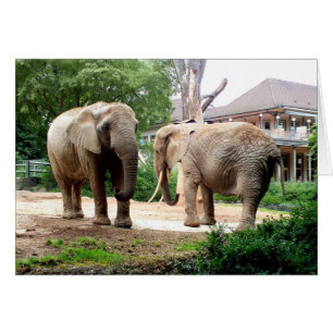 Two African elephants