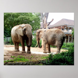 Two African elephants Poster