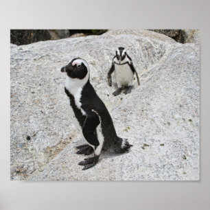Two African Penguins, Boulders Beach, South Africa Poster