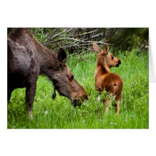 Two Alert Moose Mother And Baby